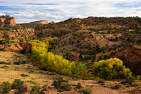 Cottonwoods Along the Riverbed, Moab, UT